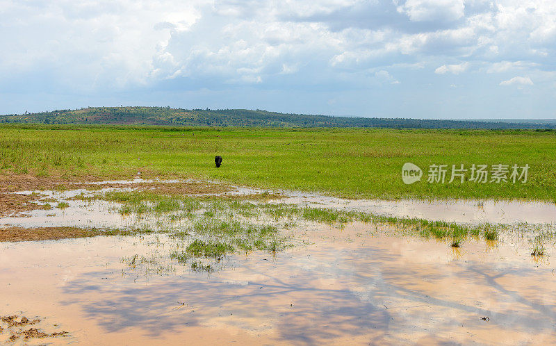卢旺达南部靠近Gashora - Bugesera的沼泽